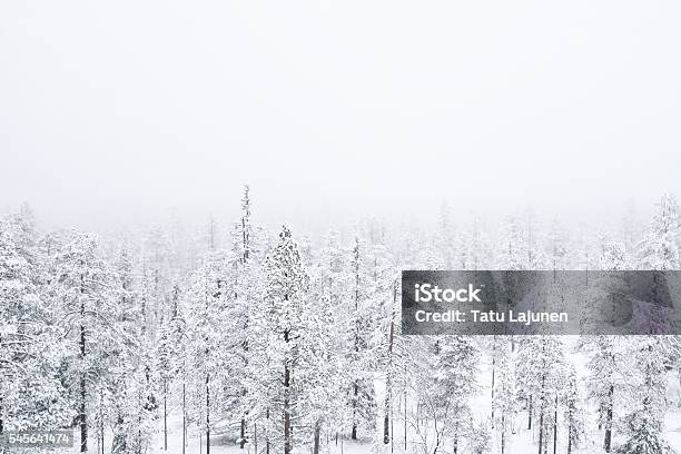 Snow Covered Forest In Heavy Fog Stock Photo - Download Image Now - Snow, Tree, Winter