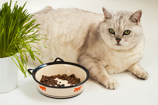 Big lazy overweight cat lying with a large bowl of dry food and grass for cats