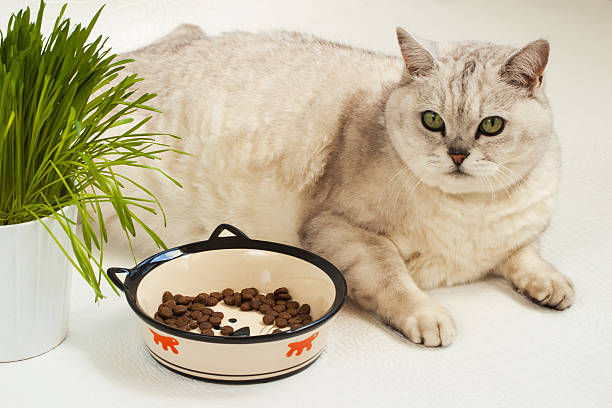 Big lazy overweight cat with bowl of dry food Big lazy overweight cat lying with a large bowl of dry food and grass for cats chubby cat stock pictures, royalty-free photos & images
