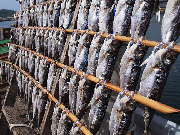 Making dried fish of horse mackerel stock photo