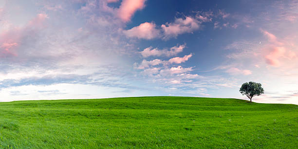 istock Green meadow in front of single tree at stunning sunset 545645230