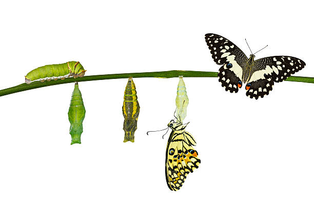 격리됨에 변환이 라임나비 흰색 - butterfly swallowtail butterfly caterpillar black 뉴스 사진 이미지