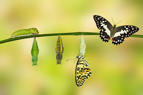 Transformation of Lime Butterfly Transformation of Lime Butterfly ( papilio demoleus )  with pupa and caterpillar pollination photos stock pictures, royalty-free photos & images