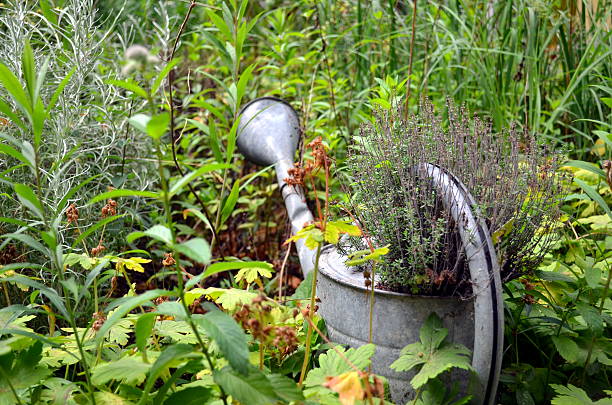 istock watering can as decoration in the garden with grown plants 545645532