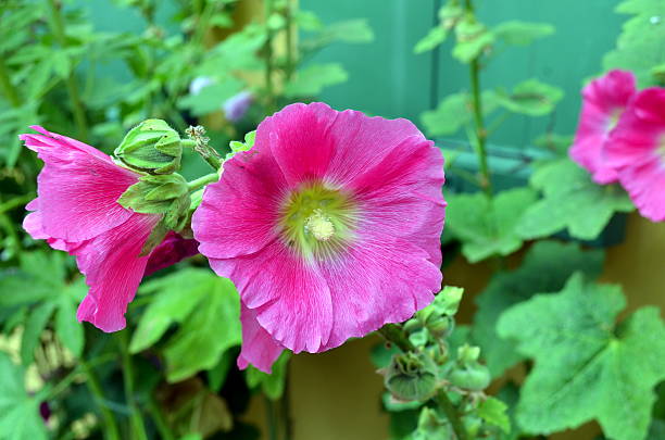 istock pink rose blossoms in the garden during summertime 545645868