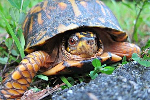 Tortoise walking on wood chips.