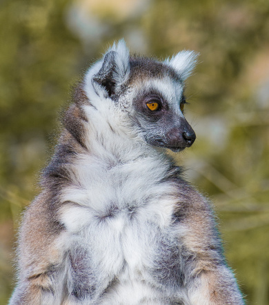 Baby ring-tailed lemur