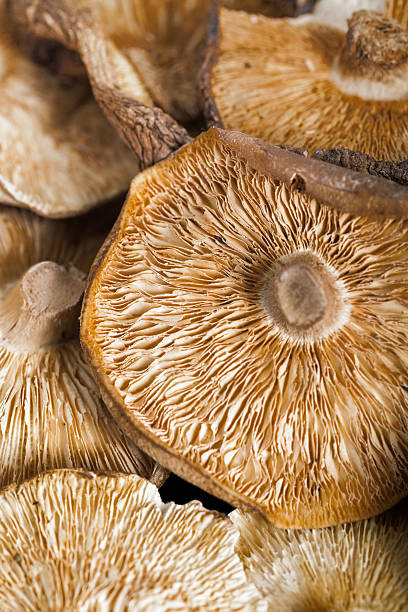 istock group of organic dried shiitake 545648950