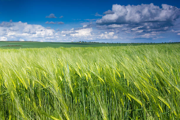 The field of green ears of barley at springtime. stock photo