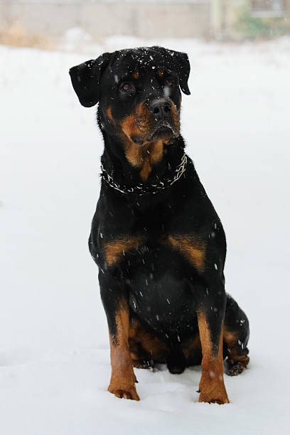 istock Rottweiler sitting in the snow 545650398