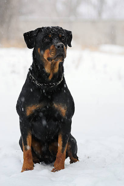 istock Rottweiler sitting in the snow 2 545650458