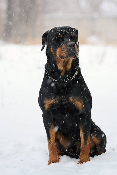 istock Rottweiler sitting in the snow 3 545650524
