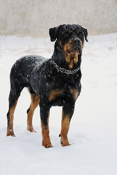 istock Rottweiler stay in the snow 545650574