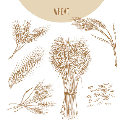 Wheat ears, sheaf and grains. Cereals sketch hand drawn vector illustration. Icon element for bakery and flour products emblem.