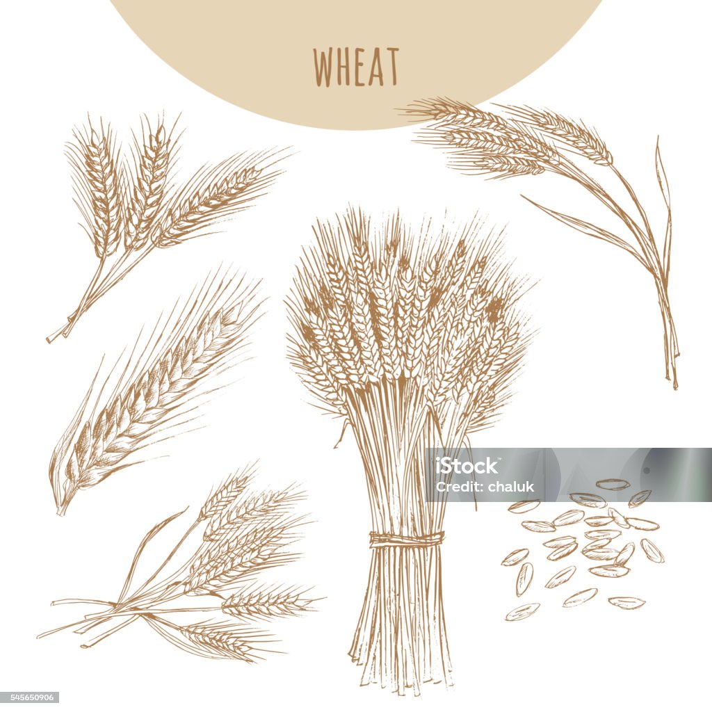 Wheat ears, sheaf and grains. Cereals sketch hand drawn drawing. Wheat ears, sheaf and grains. Cereals sketch hand drawn vector illustration. Icon element for bakery and flour products emblem. Wheat stock vector
