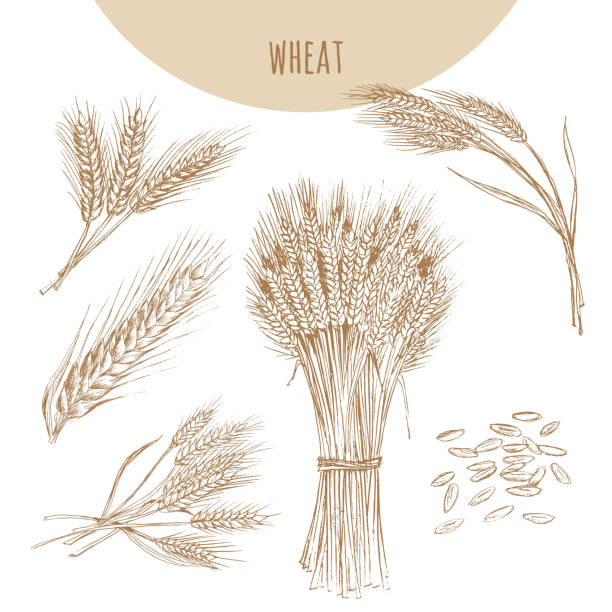 Wheat ears, sheaf and grains. Cereals sketch hand drawn drawing. Wheat ears, sheaf and grains. Cereals sketch hand drawn vector illustration. Icon element for bakery and flour products emblem. bundle illustrations stock illustrations