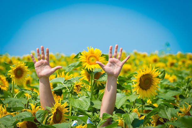 istock Raised hands in field of sunflowers 545651748