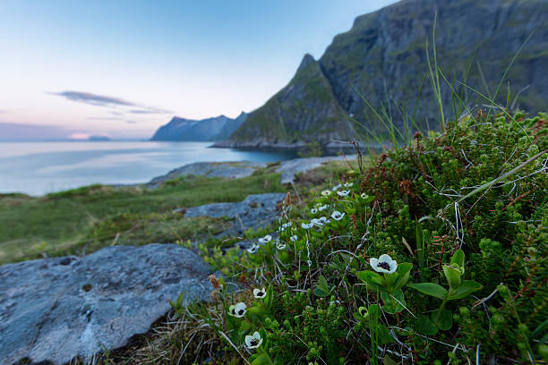 istock Sunset on the coast with white flowers on the foreground 545651868