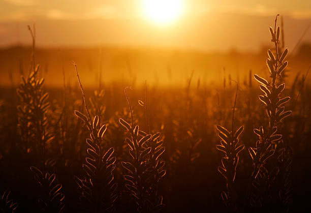Lato Łąka o zachodzie słońca – zdjęcie