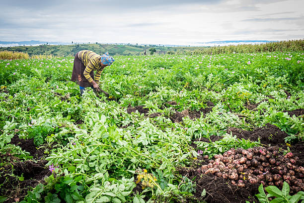 Female potato farmer Smallholder potato farmer harvesting in Kenya east africa stock pictures, royalty-free photos & images