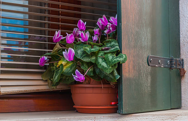 View to purple cyclamen flowerpot on window View to purple cyclamen flowerpot standing on window at Burano, Italy cyclamen stock pictures, royalty-free photos & images