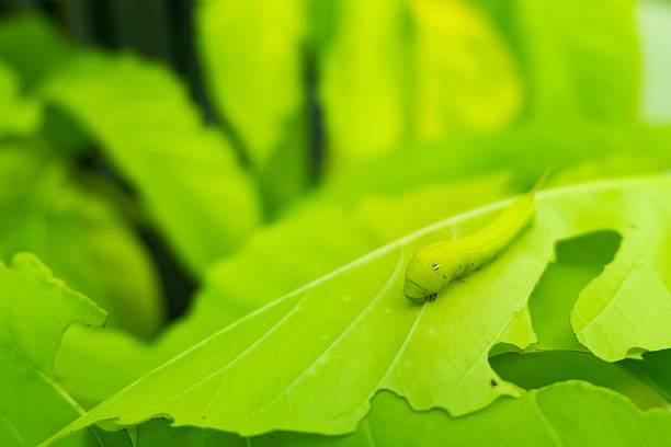 istock Macro close up Caterpillar, green worm on eaten green leaf 545655568