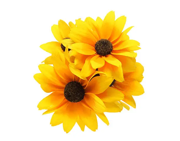 Pictured bouquet of rudbeckia in a white background.