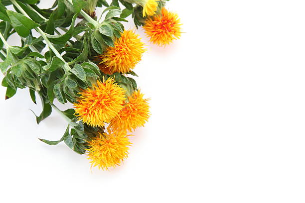 Safflower in a white background stock photo