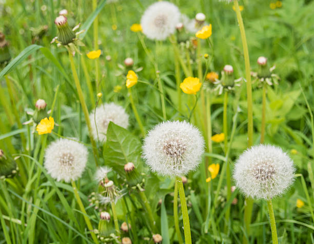 istock White and yellow dandelions field 545659572