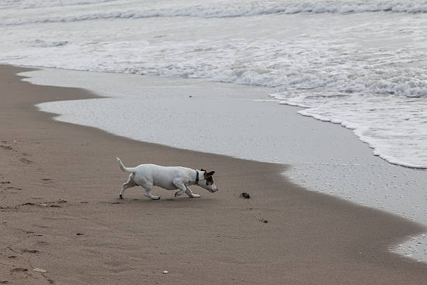 istock Happy Jack Russell terrier playing in the beach 545660124