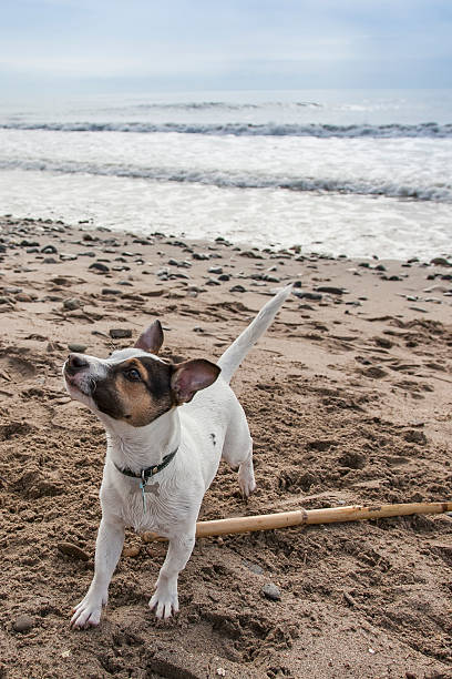 Happy Jack Russell terrier playing in the beach with a stick