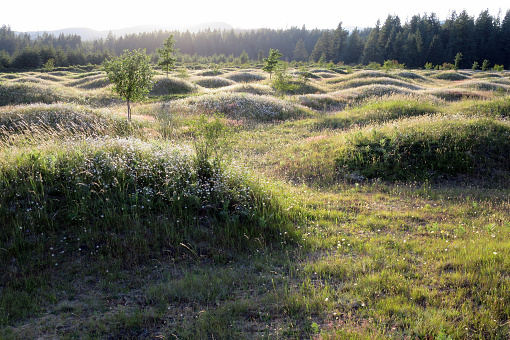 Mima Mounds Natural Area Preserve in Washington State