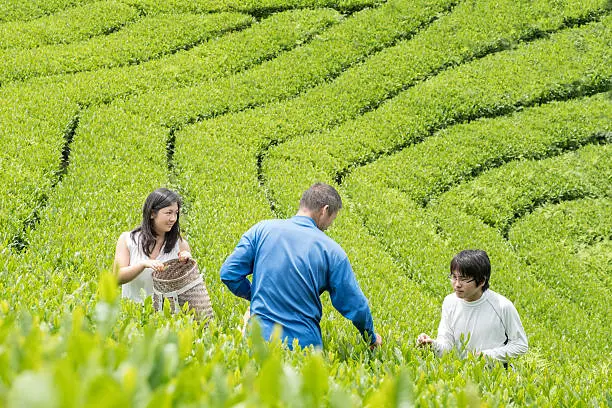 Kyoto iStockalypse.  Field studies - university agriculture students learn about organic farming and how to hand pick premium tea leaves at a tea farm from a Japanese teacher in a rural village in Nara, Japan.
