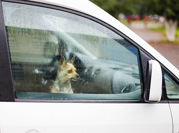 istock small dog in the car looking in sideview mirror 545661618