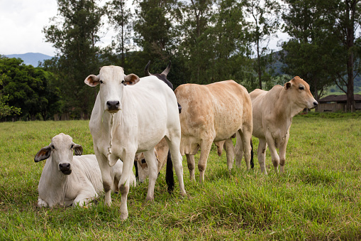 vacas brasileñas en un pasto photo