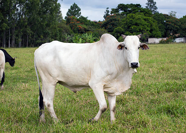 istock brazilian cows on a pasture 545661972