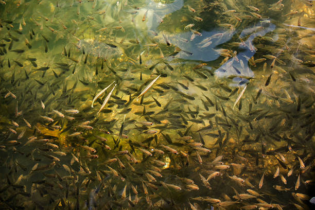 istock School of small sea fish 545662380