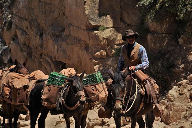 hombre liderando el equipo de mulas fuera del gran cañón. - mule grand canyon national park cowboy arizona fotografías e imágenes de stock