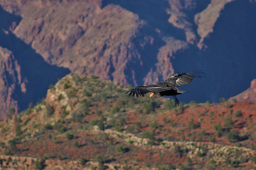 Condor soaring over Grand Canyon.