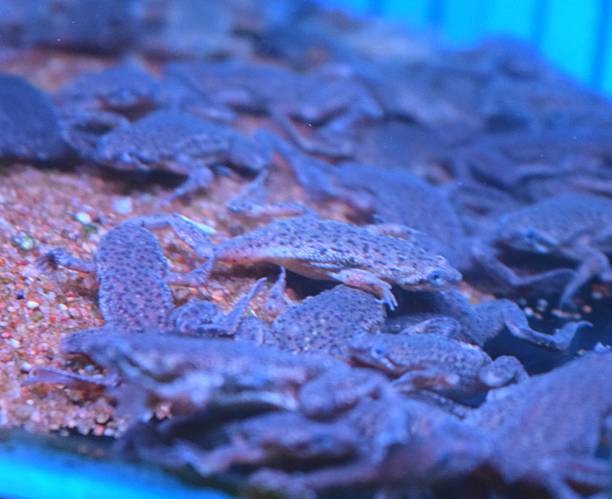 minuscule mignonne grenouille naine africaine réservoir d’eau de poissons tropicaux - african dwarf frog photos et images de collection
