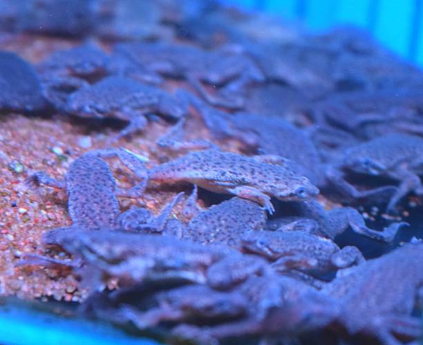 istock tiny cute african dwarf frog tropical fish water tank 545665074
