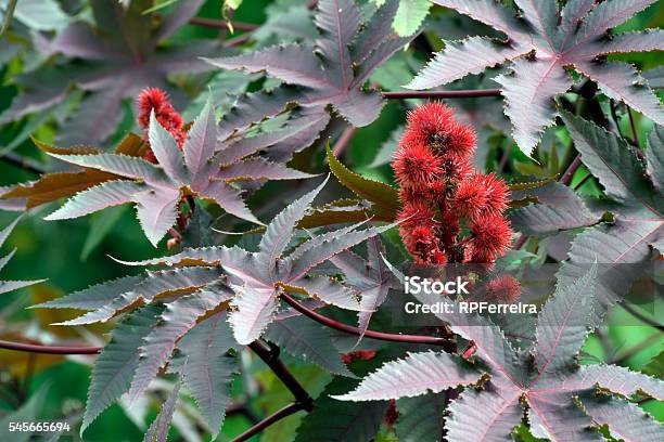 Castor Oil Plant Raw Material Of Biodiesel Stock Photo - Download Image Now - Castor Bean Plant, Castor Oil, Agriculture