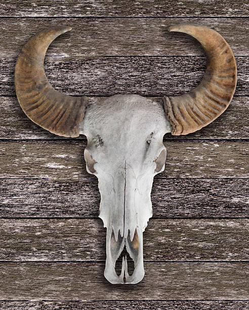 istock Buffalo  skull with horns on wooden wall 545667748