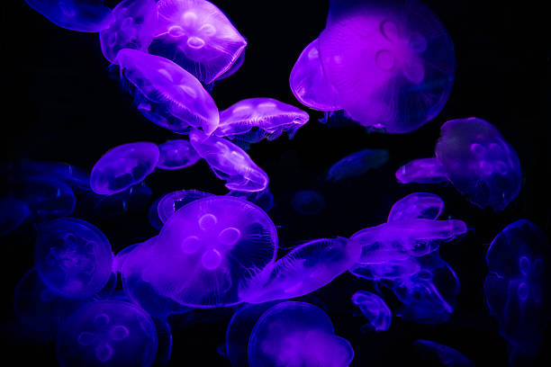 istock Purple, Blue and Magenta Jellyfish 545669480