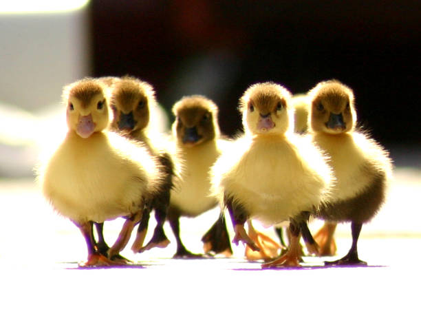 DUCKIES WALKING GROUP OF AROUND 5 LITTLE DUCKS WALKING TO THE CAMERA LOOKING FOR A GOOD PICTURE WITH SUN AT THEIR BACK MAKING A GREAT BACK LIGHT. duck family stock pictures, royalty-free photos & images