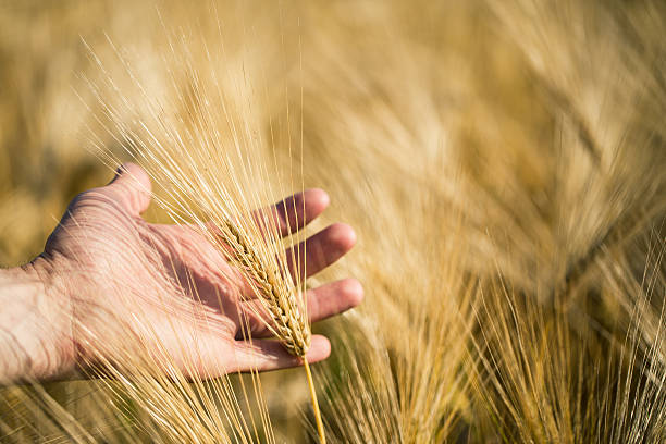 istock Man's hand holding barley. Agriculture. Sunset. 545669972