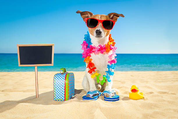 istock tourist dog at the beach 545670036