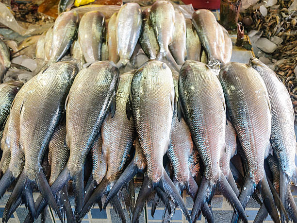 Fresh Milkfish, Philippine 'Bangus' stock photo