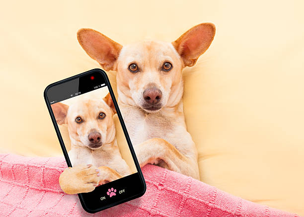 istock chihuahau dog selfie 545670156