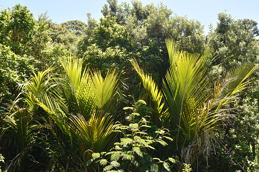 Dense green plants growth on Waiheke Island in summer.